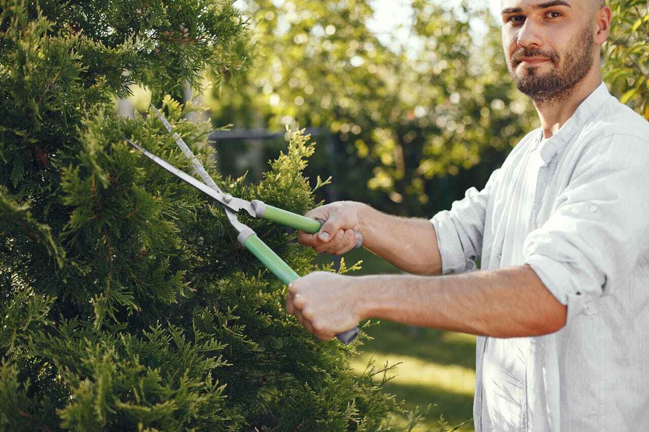 Residential Tree Removal in Mountain View, MO